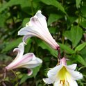 Lilium regale